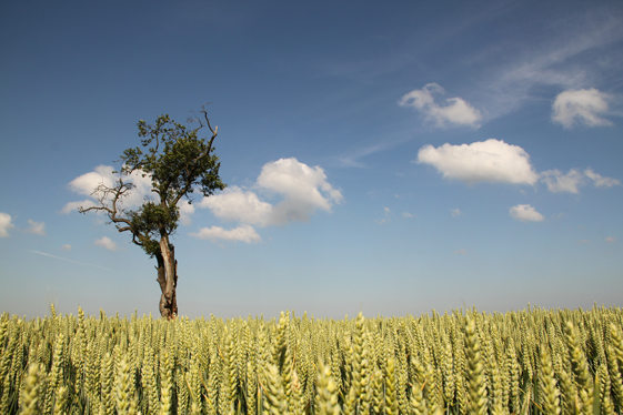 Manly guys with violas