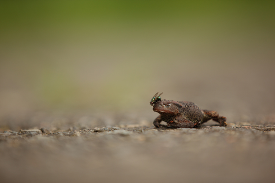 2014_07_24 | 16:25 | žeby pověstná žabomuší válka ?